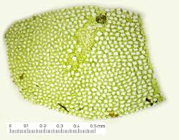 Attēlu rezultāti vaicājumam “Lophocolea minor macro”