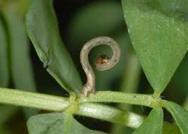 Attēlu rezultāti vaicājumam “Scopula floslactata imago”