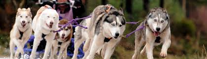 Image result for Team Ice Fire British Sled Dog Racing Team