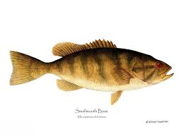 Image result for Micropterus