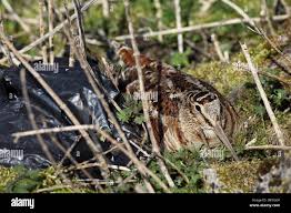 Attēlu rezultāti vaicājumam “Scolopax rusticola nest”