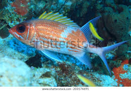 Image result for Holocentrus adscensionis