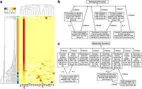 Attēlu rezultāti vaicājumam “Symphytocarpus trechisporus plasmodium”