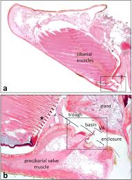 Attēlu rezultāti vaicājumam “Perichaena corticalis sessile”