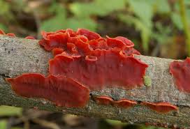 Attēlu rezultāti vaicājumam “Cytidia salicina”