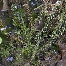Attēlu rezultāti vaicājumam “Elodea canadensis”