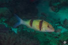 Image result for Parupeneus trifasciatus