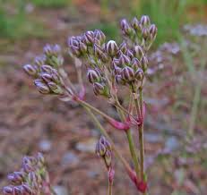 Attēlu rezultāti vaicājumam “Oenothera rubricauli bud”