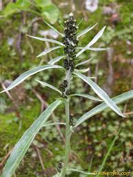 Attēlu rezultāti vaicājumam “Gnaphalium sylvaticum”