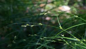 Attēlu rezultāti vaicājumam “Carex remota”