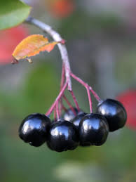 Attēlu rezultāti vaicājumam “x Sorbaronia fallax”