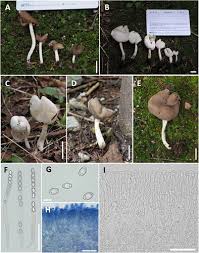 Attēlu rezultāti vaicājumam “Helvella elastica”