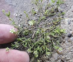Attēlu rezultāti vaicājumam “Arenaria serpyllifolia flower”