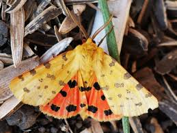 Attēlu rezultāti vaicājumam “Rhyparia purpurata”