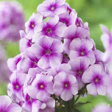 Image result for Phlox paniculata `Sweet Summer`