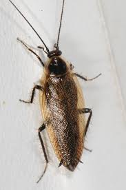 Attēlu rezultāti vaicājumam “Ectobius sylvestris male”