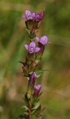 Attēlu rezultāti vaicājumam “Gentianella amarella”