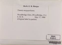 Attēlu rezultāti vaicājumam “Timmia megapolitana”