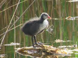 Attēlu rezultāti vaicājumam “Fulica atra”