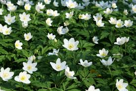 Image result for Anemonenarten