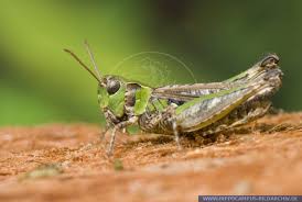 Attēlu rezultāti vaicājumam “Myrmeleotettix maculatus”