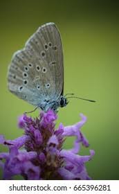 Attēlu rezultāti vaicājumam “Maculinea alcon underside”