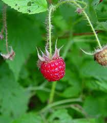Attēlu rezultāti vaicājumam “Rubus idaeus”