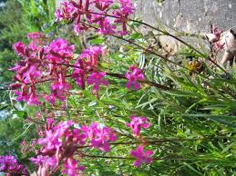 Image result for Pechnelke