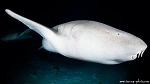 Image result for Nebrius ferrugineus