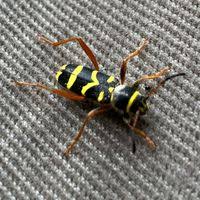 Attēlu rezultāti vaicājumam “Clytus arietis”