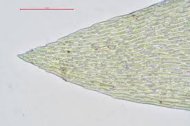 Attēlu rezultāti vaicājumam “Calliergonella lindbergii”