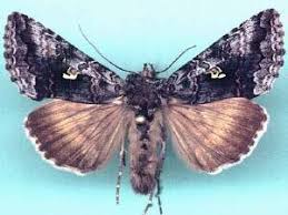 Attēlu rezultāti vaicājumam “Syngrapha interrogationis”