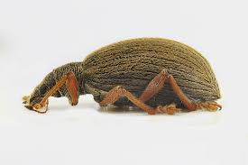 Attēlu rezultāti vaicājumam “Polydrusus mollis”