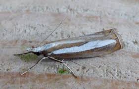 Attēlu rezultāti vaicājumam “Catoptria margaritella”