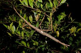 Attēlu rezultāti vaicājumam “Comatricha alta stalked”