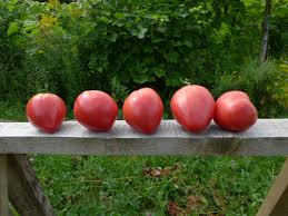 Afbeeldingsresultaat voor anna russian tomato