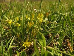 Attēlu rezultāti vaicājumam “Gagea pratensis”