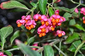Attēlu rezultāti vaicājumam “Euonymus europaeus fruit”
