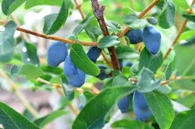 Attēlu rezultāti vaicājumam “Lonicera caerulea var. pallasii leaf”