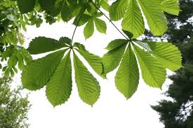 Attēlu rezultāti vaicājumam “Aesculus hippocastanum”