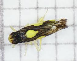 Attēlu rezultāti vaicājumam “Eupteryx vittata”