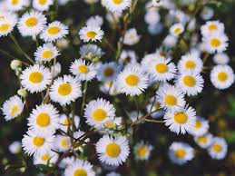 Attēlu rezultāti vaicājumam “Erigeron annuus flower”