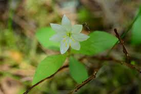 Attēlu rezultāti vaicājumam “Trientalis europaea flower”
