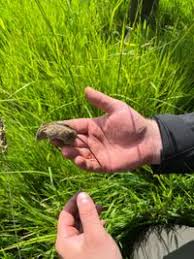 Attēlu rezultāti vaicājumam “Sicista betulina”