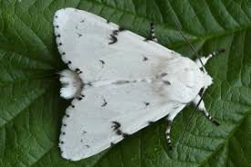 Attēlu rezultāti vaicājumam “Acronicta leporina”