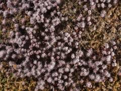 Attēlu rezultāti vaicājumam “Arcyria incarnata young”