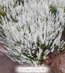 Attēlu rezultāti vaicājumam “Calluna vulgaris flower”