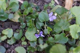 Attēlu rezultāti vaicājumam “Viola canina fruit”