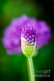 Attēlu rezultāti vaicājumam “Allium holandicum”