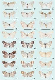 Attēlu rezultāti vaicājumam “Nola aerugula”